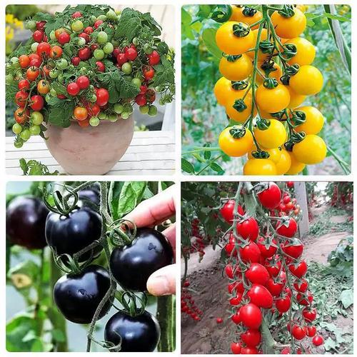 Cherry Tomatoes (On the Vine)