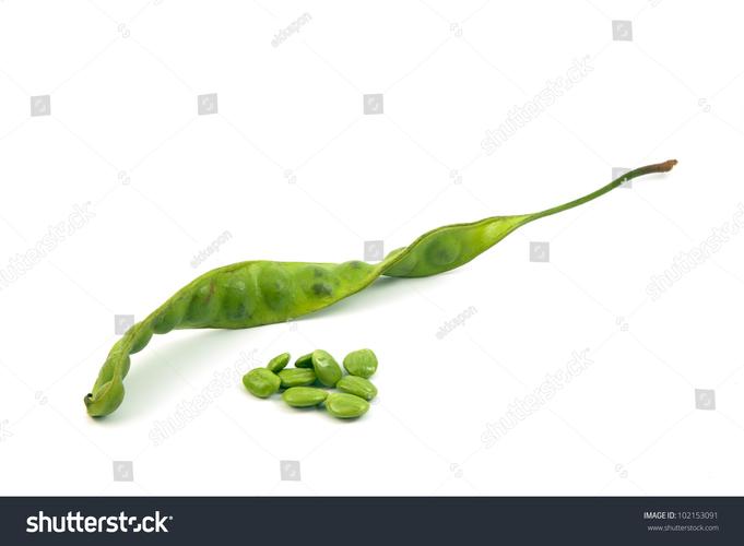 Fresh Petai Beans (Bitter Beans)